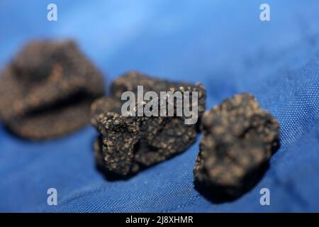 Schwarze wilde Sommer Trüffel Pilze Nahaufnahme Familie tuberaceae botanischen modernen hochwertigen großen Hintergrund drucken Heimtextilien Stockfoto