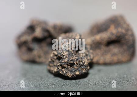 Schwarze wilde Sommer Trüffel Pilze Nahaufnahme Familie tuberaceae botanischen modernen hochwertigen großen Hintergrund drucken Heimtextilien Stockfoto