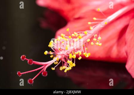 Die gelben Staubblätter und die roten Stempelfäden einer Hibiskusblüte. Fortpflanzungsorgane des Hibiskus. Stockfoto