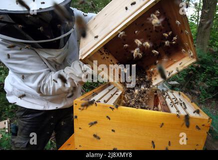 Berlin, Deutschland. 18.. Mai 2022. Ein Imker bringt einen Bienenschwarm mit mehreren Insekten aus einer sogenannten Schwarmkiste in einen Bienenstock, den er vor wenigen Tagen an einem Baum hängend gesammelt hat. Die Bienen bauen nun in ihrer neuen Wohnung ein neues Kolonie. Quelle: Wolfgang Kumm/dpa/Alamy Live News Stockfoto