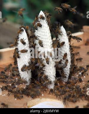 Berlin, Deutschland. 18.. Mai 2022. Honigbienen eines gefangenen Bienenschwarms begannen innerhalb von zwei Tagen, Waben in einer sogenannten Schwarmbox zu bauen. Ein Imker hatte vor einigen Tagen den Schwarm mit der Königin, die an einem Baum hing, gesammelt. Quelle: Wolfgang Kumm/dpa/Alamy Live News Stockfoto