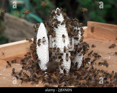 Berlin, Deutschland. 18.. Mai 2022. Honigbienen eines gefangenen Bienenschwarms begannen innerhalb von zwei Tagen, Waben in einer sogenannten Schwarmbox zu bauen. Ein Imker hatte vor einigen Tagen den Schwarm mit der Königin, die an einem Baum hing, gesammelt. Quelle: Wolfgang Kumm/dpa/Alamy Live News Stockfoto