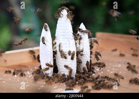 Berlin, Deutschland. 18.. Mai 2022. Honigbienen eines gefangenen Bienenschwarms begannen innerhalb von zwei Tagen, Waben in einer sogenannten Schwarmbox zu bauen. Ein Imker hatte vor einigen Tagen den Schwarm mit der Königin, die an einem Baum hing, gesammelt. Quelle: Wolfgang Kumm/dpa/Alamy Live News Stockfoto