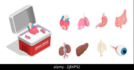 Isometrische Symbole mit verschiedenen menschlichen Spenderorganen für die Transplantation Isoliert auf weißem Hintergrund 3D Vektorgrafik Stock Vektor
