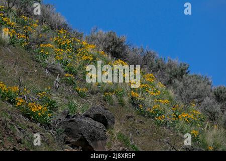 Arrowleaf Balsamroot (Balsamorhiza sagittata) in Idaho, USA, 2022. Stockfoto