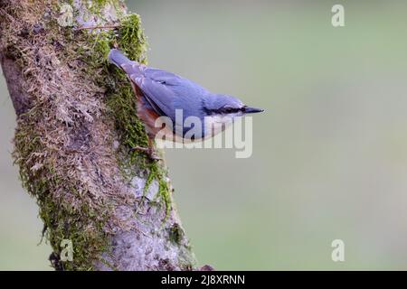 Nuthatch [ Sitta europaea ] auf moosbedecktem Baumstamm mit klarem, unfokussischem Hintergrund Stockfoto