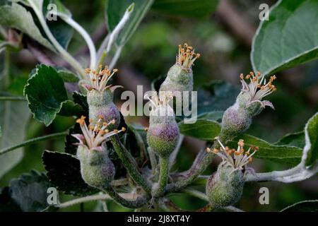 Junge Obstäpfel nach der Blüte im Garten. Junge Apfelknospen Primordium. Junger Apfel auf der Fruchtstand. Obst-Set und Grün verlassen mit dunklem Hintergrund Stockfoto