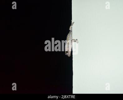 Tokay-Gecko auf grauer Wand in der Nacht mit schwarzem Hintergrund, viele orangefarbene Punkte auf blauer Haut von Gekko-Gecko, Reptilien in den Häusern verteilt Stockfoto