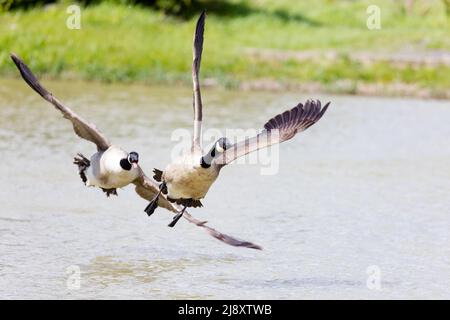 Kanadagänse [ Branta canadensis ] jagen im Flug über den See Stockfoto