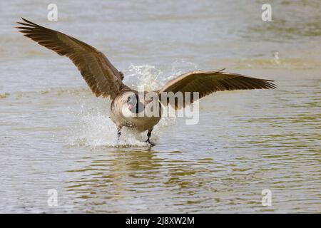 kanadagans [ Branta canadensis ] jagen im Flug über den See Stockfoto