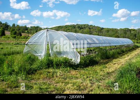 Organische Gemüsepflanzen wachsen in einem Gewächshaus mit langem Reifen auf einem grünen landwirtschaftlichen Feld mit blauem Himmel und Wolken. Aufnahmen bei natürlichem Licht mit Kopie Stockfoto