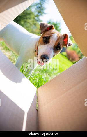 Ein neugieriger Hund sieht sich etwas in einem Karton in einem Park an. Der Welpe Jack Russell Terrier gucken draußen in eine Kiste. Blick von unten. Stockfoto