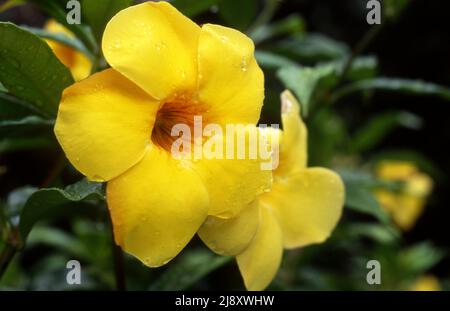 NAHAUFNAHME DER ALLAMANDA CARTHARTICA BLUME, GEMEINHIN ALS GOLDENE TROMPETE, GEWÖHNLICHE TRUMPETE ODER GELBE ALLAMANDA. AUSTRALIEN. Stockfoto