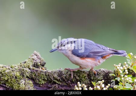 Nuthatch [ Sitta europaea ] auf moosbedecktem Baumstamm mit unscharf-Hintergrund Stockfoto