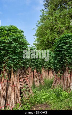 Haufen der Cassava-Pflanzen, um in der nächsten Ernte zu kultivieren Stockfoto