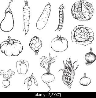 Handgezeichnetes frisches Bio-Gemüse im monochromen Stil auf Weiße Hintergrund isoliert Vektor-Illustration Stock Vektor