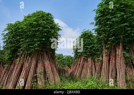 Haufen der Cassava-Pflanzen, um in der nächsten Ernte zu kultivieren Stockfoto