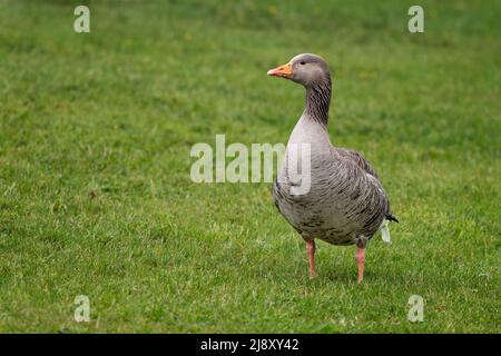 Ein Grauschlag, Grauer, Gans, Anser anser, aufrecht stehend auf einem Grasfeld Stockfoto