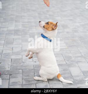 Der Welpe Jack Russell Terrier führt den Befehl aus. Ein kleiner lustiger Hund in einem blauen Halsband spielt beim Gehen mit dem Besitzer. Der perfekte Begleiter. A Stockfoto