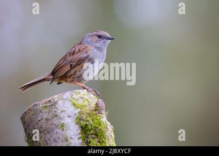 Dunnock [ Prunella modularis ] auf Baumstumpf Stockfoto