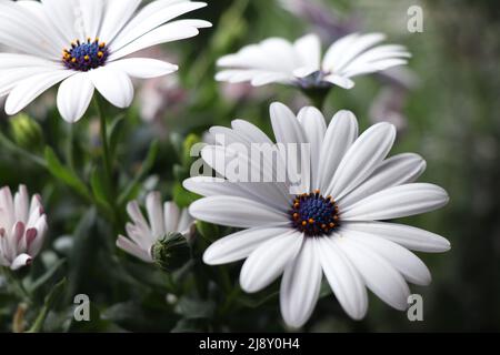 Weißer Garten blüht Dimorphotheca ecklonis. Blühender Cape marguerite oder Van Stadens Flussdaisy Stockfoto