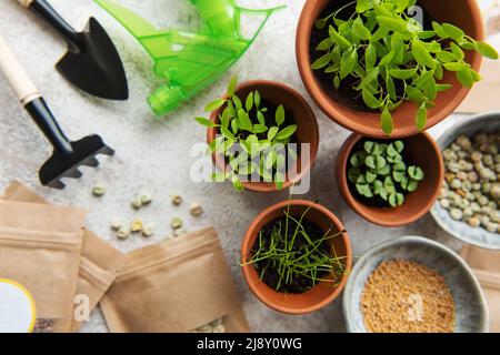 Töpfe mit Sämlingen, Samen und Sämaschinen auf dem Tisch. Gesunde Ernährung. Stockfoto