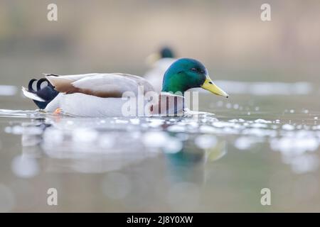 Männliche Stockente [ Anas platyrhynchos ] auf Teich in frühen Morgennebel mit Reflexion Stockfoto