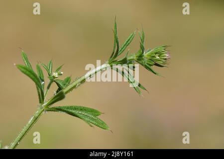 Nahaufnahme von Hitchwanderern, Cleavers (Galium aparine) mit kleinen Blüten und grünen Bettstrohblättrigen (Linosiphongaliophagum). Frühling, Juni, Niederlande Stockfoto