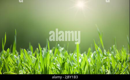 Junge Sprossen aus weizengrünen Blättern auf einem verschwommenen Hintergrund und heller Sonne Stockfoto