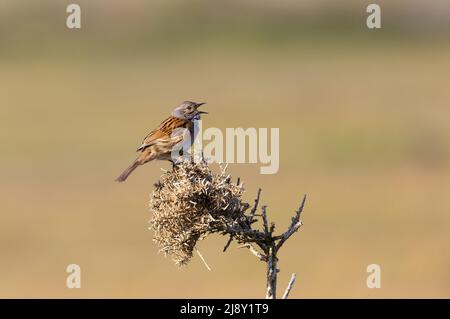 Dunnock [ Prunella modularis ] Gesang aus dem toten Gorse-Zweig mit klarem, unfokussischem Hintergrund Stockfoto