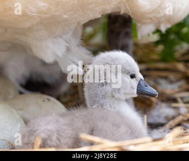 Mute Swan cygnet [ Cygnus olor ] frisch geschlüpft im Nest unter der Mutter mit ungeschlüpftem Ei im Hintergrund Stockfoto