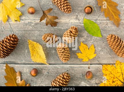 Herbsthintergrund mit gelben und braunen Herbstblättern, Kiefernholzplatten und Eicheln auf rustikalem, verwittertem Holzhintergrund. Draufsicht. Flatlay. Stockfoto
