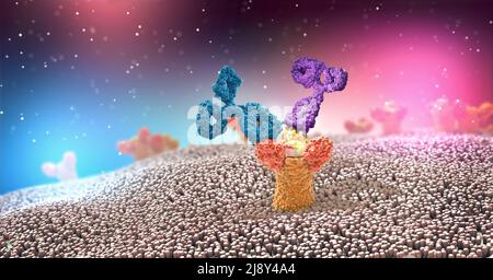 Mehrfarbige Antikörper oder Immunglobulinproteinstrukturen, die am Rezeptor angebracht sind – 3D Abbildung Stockfoto