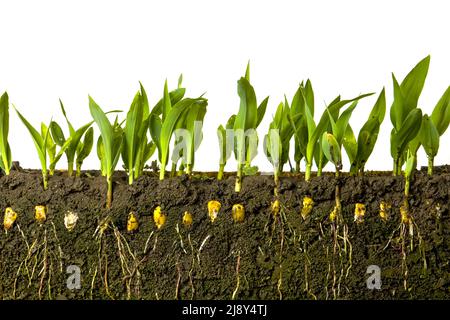 Junge Triebe von Mais mit Wurzeln isoliert auf weiß Stockfoto