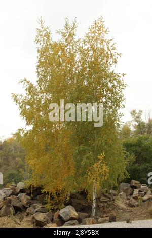 Birke im Herbst dresspord, Stockfoto