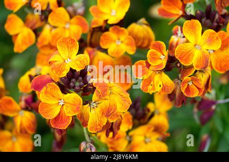 Erysimum Wallflower 'Fire King' Erysimum cheiri Stockfoto