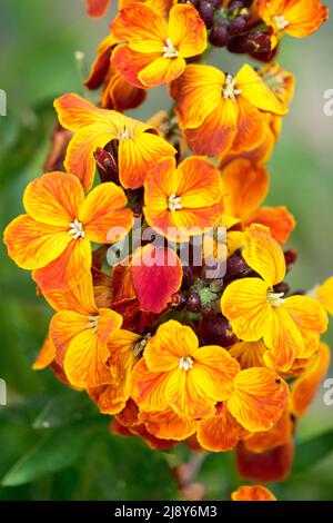 Gemeine Wallflower, Erysimum 'Fire King', April, Nahaufnahme Blume, Orange Blumen Wallflower Detail Stockfoto