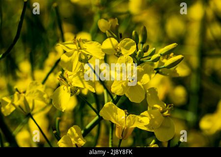 Nahaufnahme eines gelben Blütenstands voller Rapsblüten Stockfoto