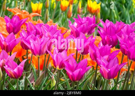 Tulpen 'Purple Dream', Lily Group, Tulip Purple Violet Colours, wunderschöne Tulpen in den Gartenbeeten Stockfoto