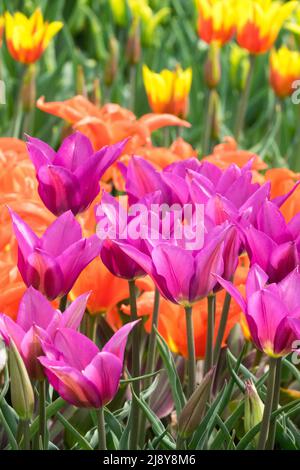 Tulpen 'Purple Dream', Lily Group, Tulip Purple Violet, schöne gemischte Tulpen im Frühlingsgarten Blumenbeet Stockfoto