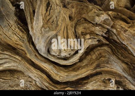 Schöne gebogene Rinde eines alten Olivenbaums Stockfoto