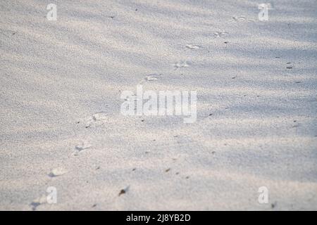 Vogelweg am Strand der Ostsee. Fußabdruck der Vögel. Tierfoto aus der Natur Stockfoto