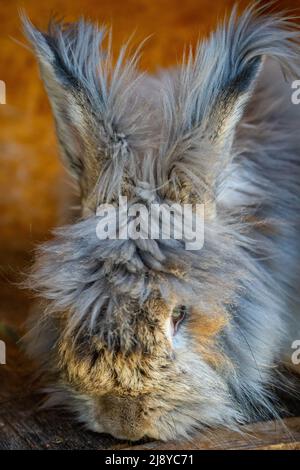 Nahaufnahme des grauen Kaninchens im Fahrerlager der Farm in Altai, Russland Stockfoto