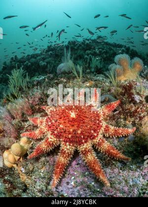 Ein großer, gewöhnlicher sonnenstern, der auf einem gemäßigten Riff sitzt, umgeben von toten Männerfingern, Byrozoen und Fischen. Stockfoto