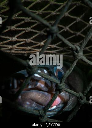 Ein Conger-Aal (Conger Conger) steht aus dem Netz eines Hummertopf. Stockfoto