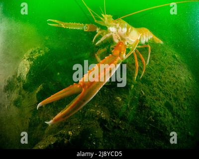 Eine große Kaisergranat - Nephrops norvegicus - auch bekannt als dubliner Garnele, norwegischer Hummer oder Scampi, auf dem schlamtigen Meeresgrund von Loch Leven in Schottland. Stockfoto