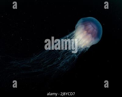 Im schwarzen Wasser von Kinlochbervie, Schottland, schwimmt eine blaue Qualle (Cyanea lamarckii) mit langen, fließenden Tentakeln. Stockfoto