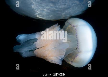 Unter Wasser schoss eine Qualle (Rhizostoma pulmo), die durch das „Schnellfenster“ zu den Wolken über uns hinaufschaute. Ayrshire, Schottland. Stockfoto