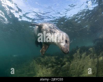 Graue Robbe (Halichoerus grypus) vor einem Hintergrund von klarem Wasser, Himmel und mit Seegras bedeckten Felsen. Farne Islands, Northumberland, England. Stockfoto