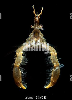 Porträt der langbeinigen Spinnenkrabbe (Macropodia rostrata) mit Augen, Krallen, Mund, Antena und Rostrum Stockfoto